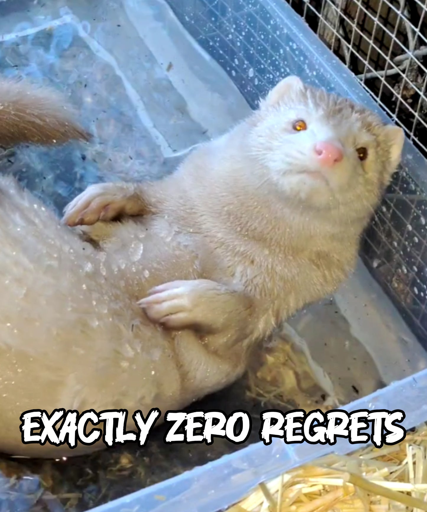 Break Your Cage/Emmy the Mink Tee