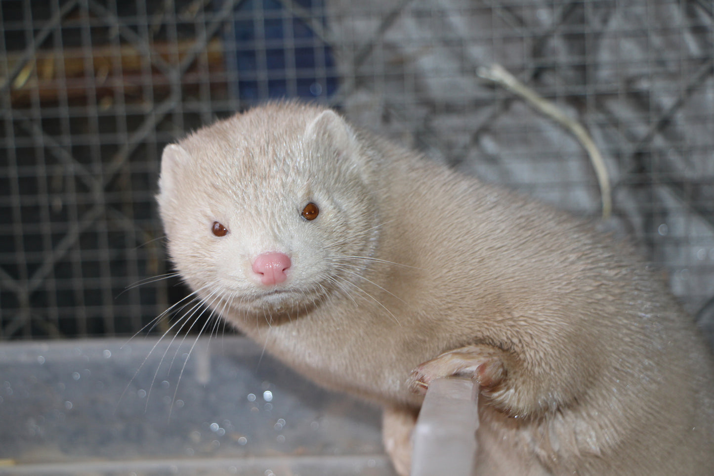 Mustelid Madness Rescue 2026 Logo!