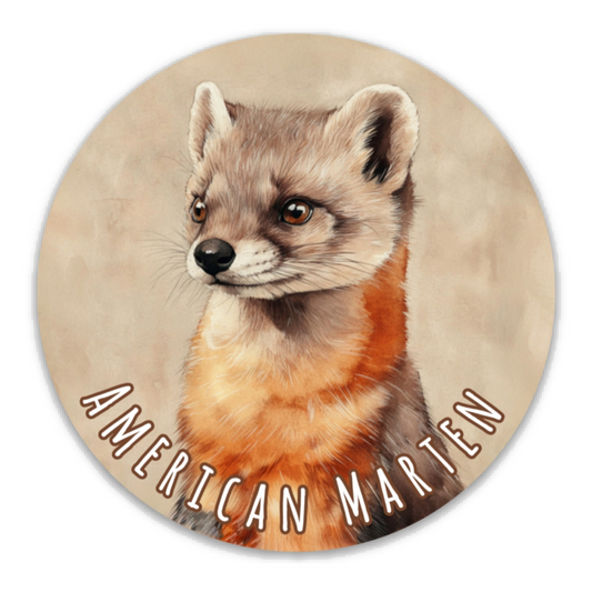 Sticker: American Marten