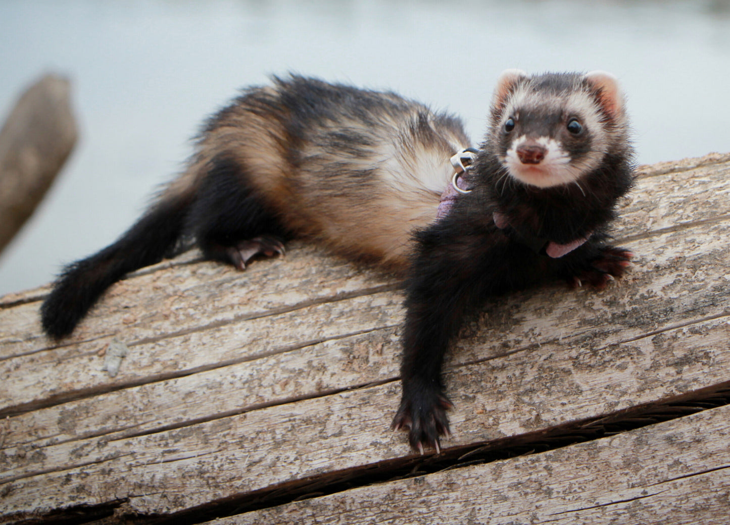 To Dare Is To Live, Ferret/Polecat Tee