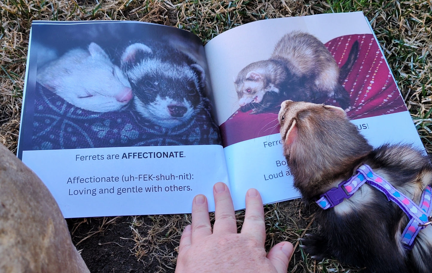 Wordy Weasels! An A-Z Vocabulary Adventure with Ferrets (signed copy)