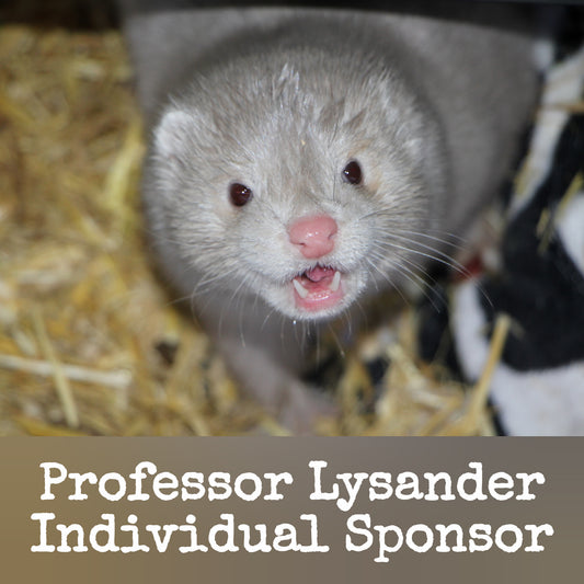 Individual Sponsor: Lysander