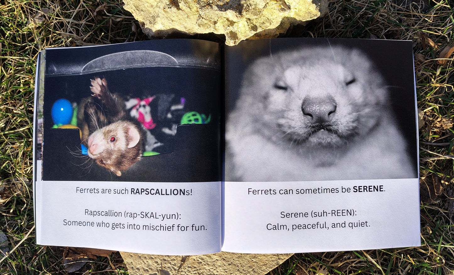 Wordy Weasels! An A-Z Vocabulary Adventure with Ferrets (signed copy)