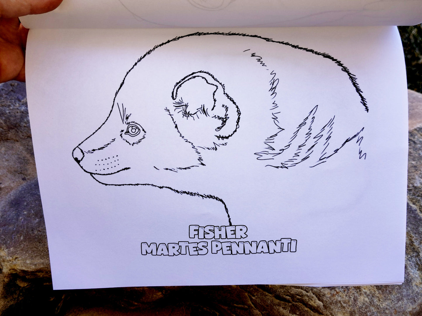 Mustelid Madness Stoatally Awesome Coloring Fun!